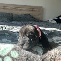 Pixel (RUNT), a female Chinese Shar-Pei for sale in Phoenix, AZ – Photo 5 of 7