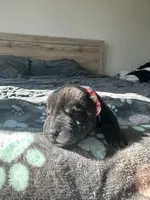 processed/5c5c9cff-dbbe-4e23-906f-bf11f3b62876/listing/d1dec10b-eb26-4551-95c6-4c4a66582415/3f4ae7ba-6ac2-4aa9-a26b-48d144f556c1