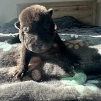Pixel (RUNT), a female Chinese Shar-Pei for sale in Phoenix, AZ – Photo 4 of 7