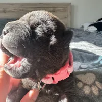 Pixel (RUNT), a female Chinese Shar-Pei for sale in Phoenix, AZ – Photo 6 of 7