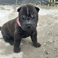 Pixel (RUNT), a female Chinese Shar-Pei for sale in Phoenix, AZ – Photo 2 of 7