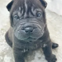 Pixel (RUNT), a female Chinese Shar-Pei for sale in Phoenix, AZ – Photo 1 of 7