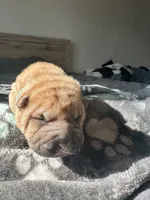 Butters, a male Chinese Shar-Pei for sale in Phoenix, AZ – Photo 3 of 3