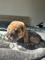 Butters, a male Chinese Shar-Pei for sale in Phoenix, AZ – Photo 2 of 3