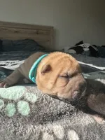 Butters, a male Chinese Shar-Pei for sale in Phoenix, AZ – Photo 1 of 3