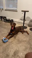 Prince, a male Doberman Pinscher for sale in Gainesville, FL – 6 of 8