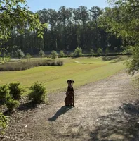 Prince, a male Doberman Pinscher for sale in Gainesville, FL – 4 of 8