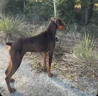 Prince, a male Doberman Pinscher for sale in Gainesville, FL – 2 of 8