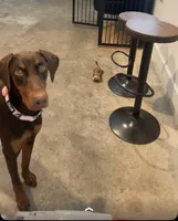 Prince, a male Doberman Pinscher for sale in Gainesville, FL – 8 of 8