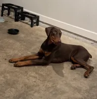 Prince, a male Doberman Pinscher for sale in Gainesville, FL – 3 of 8