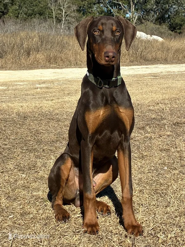 Prince – Doberman Pinscher puppy for sale in Gainesville, FL