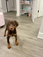 Prince, a male Doberman Pinscher for sale in Gainesville, FL – 5 of 8