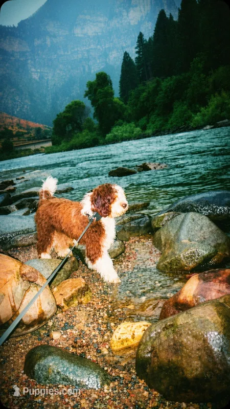 Milo – Bernedoodle puppy for sale in Denver, CO