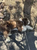 Milo, a male Bernedoodle for sale in Denver, CO – 2 of 2