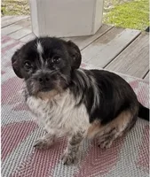 Coco, a female Jack Russell Terrier and Shih Tzu for sale in Greenwood, SC – 3 of 5
