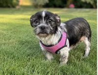 Coco, a female Jack Russell Terrier and Shih Tzu for sale in Greenwood, SC – 5 of 5