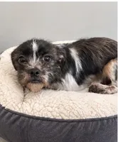 Coco, a female Jack Russell Terrier and Shih Tzu for sale in Greenwood, SC – 2 of 5