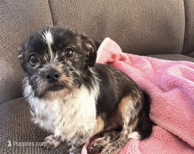 Coco – Jack Russell Terrier, Shih Tzu puppy for sale in Greenwood, SC
