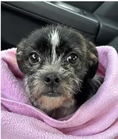 Coco, a female Jack Russell Terrier and Shih Tzu for sale in Greenwood, SC – 4 of 5