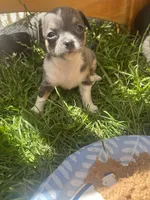 BlueMale, a male Chihuahua for sale in Lansing, MI – 2 of 2