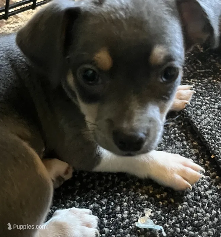 BlueMale – Chihuahua puppy for sale in Lansing, MI