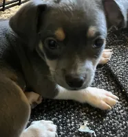 BlueMale, a male Chihuahua for sale in Lansing, MI – 1 of 2