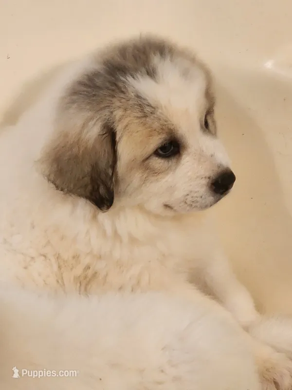 George – Great Pyrenees puppy for sale in Molena, GA