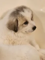 George, a male Great Pyrenees for sale in Molena, GA – 1 of 3