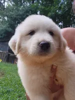 Princess, a female Great Pyrenees for sale in Molena, GA – 5 of 6