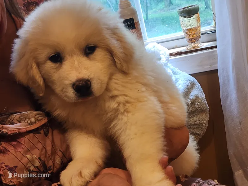 Princess – Great Pyrenees puppy for sale in Molena, GA