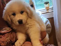 Princess, a female Great Pyrenees for sale in Molena, GA – 1 of 6