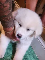 Princess, a female Great Pyrenees for sale in Molena, GA – 3 of 6