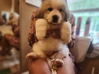 Big daddy, a male Great Pyrenees for sale in Molena, GA – 2 of 5