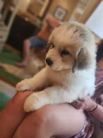 Max, a male Great Pyrenees for sale in Molena, GA – 1 of 5