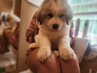 Big daddy, a male Great Pyrenees for sale in Molena, GA – 4 of 5