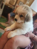 Big daddy, a male Great Pyrenees for sale in Molena, GA – 3 of 5