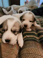Max, a male Great Pyrenees for sale in Molena, GA – 3 of 5