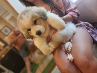 Big daddy, a male Great Pyrenees for sale in Molena, GA – 1 of 5