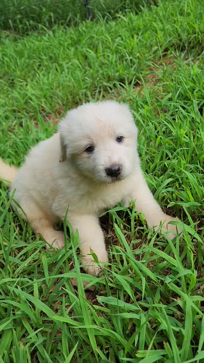 Princess, a female Great Pyrenees for sale in Molena, GA – 6 of 6