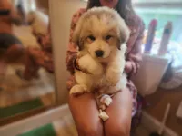 Max, a male Great Pyrenees for sale in Molena, GA – 2 of 5