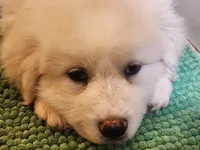 Princess, a female Great Pyrenees for sale in Molena, GA – 2 of 6