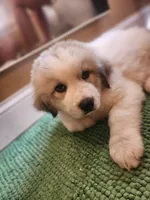 Max, a male Great Pyrenees for sale in Molena, GA – 4 of 5