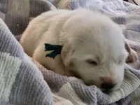 Princess, a female Great Pyrenees for sale in Molena, GA – 4 of 6