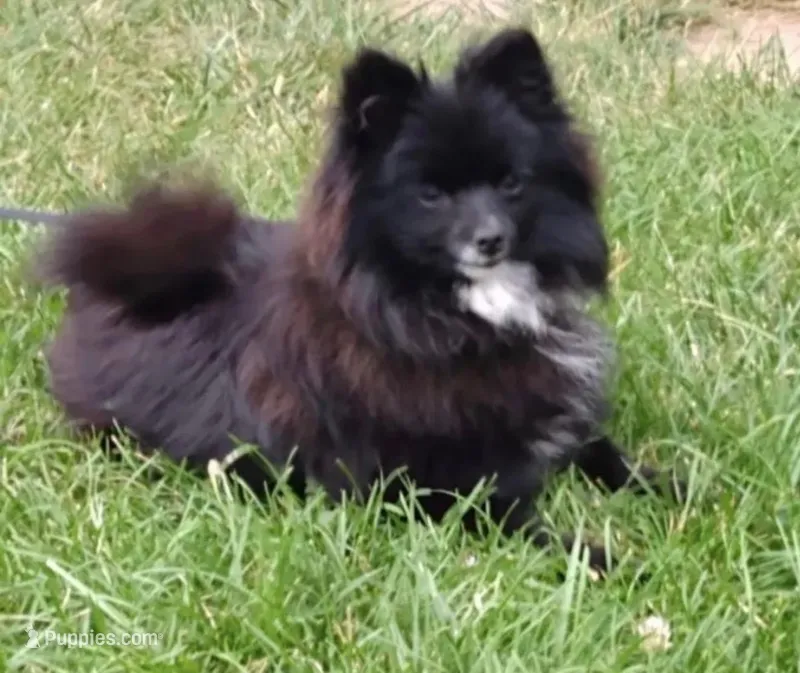Suki, a female Pomeranian for sale in Denver, CO – Photo 1 of 1