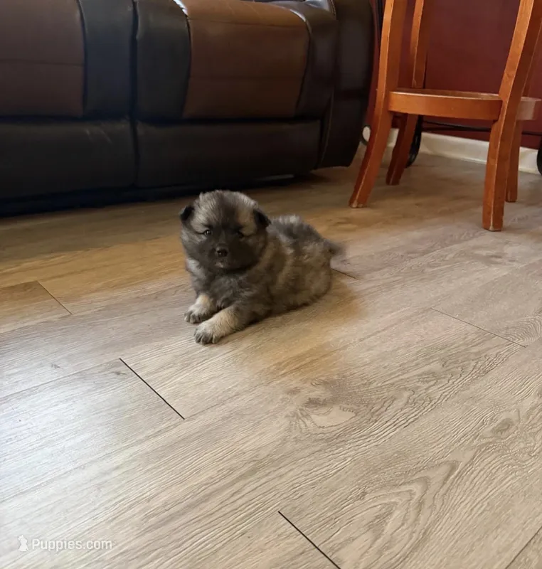 Mochi  – Keeshond puppy for sale in Denver, CO