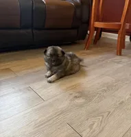 Mochi , a female Keeshond for sale in Denver, CO – 1 of 3