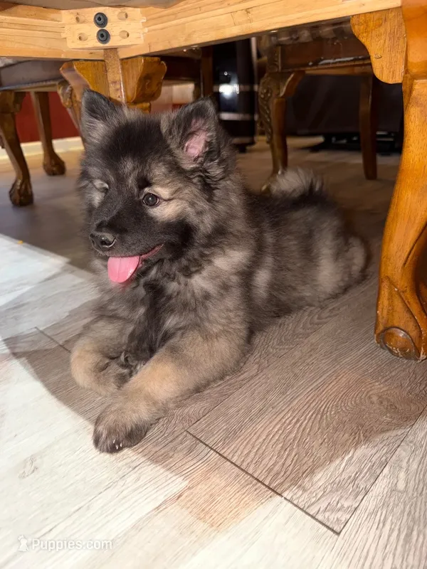 Mochi  – Keeshond puppy for sale in Denver, CO