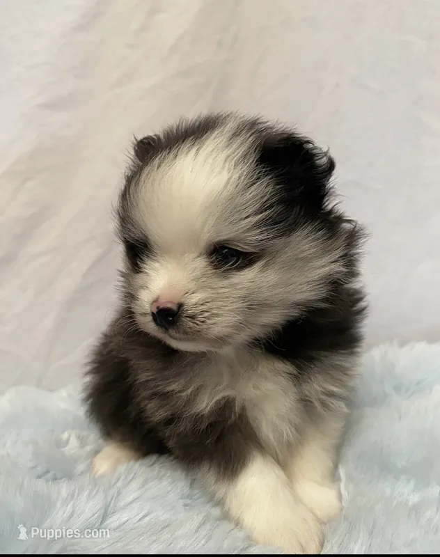 Bluey – Pomeranian puppy for sale in Denver, CO