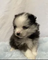 Bluey, a male Pomeranian for sale in Denver, CO – 1 of 5