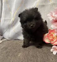 Ozzie, a male Pomeranian for sale in Denver, CO – Photo 2 of 3